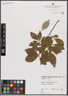 Foto von Salix caprea L.
